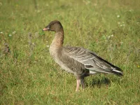 Kleine Rietgans [Anser brachyrhynchus]